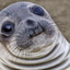 awkwardsealofapproval