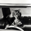 toonces-on-tumblr