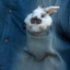 bunnehquen