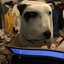 shippingkeepsmealive-blog