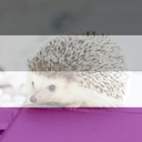 asexualhedgehog avatar