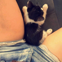 daddys-littlegirl69:  kitten loves to tease