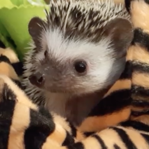 spookyrats:Simon’s trying to be a good brother but Caesar does not seem pleased