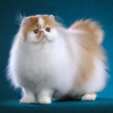 Otsune Tumblr まとめサイト 画像保管庫Q