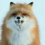 veryhungryfox