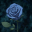 thesoulofthebluerosemun