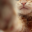 catzist-blog