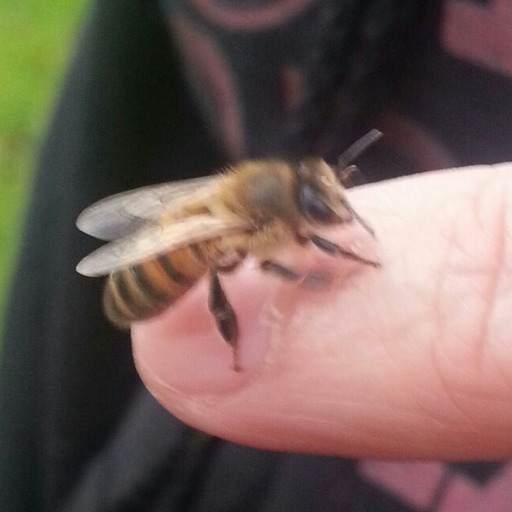 thefingerfuckingfemalefury:  jumpingjacktrash:  howtocan:  Baby bird season is incoming and I’d like to remind everyone that birds do not have a significant sense of smell. Bird parents will not reject birdlets because you have handled them. If you