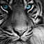 punjabtigress