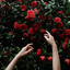 xmarveled