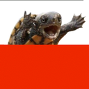 languageturtle avatar