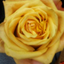 roseypillow-blog