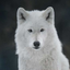commonwolfplace