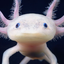 myaquaculture