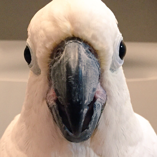 coo-chan:  ダンボール箱へダイブw #コバタン #parrot  x3!