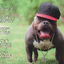 rapdogg