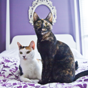 Olive &Amp; Rye