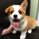 worldofcorgi:  When your back end floats because your bum is thick