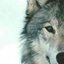 she-wolf8-blog