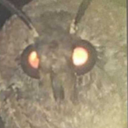 lucky-pinniped:  ottermatopoeia:  chodegravy:  gingersofficial:  JESUS FUCKING CHRIST  I’m fucking terrified. Espurr….. calm the fuck down.  rest in fucking pieces  I showed this to my fiancé and he just yelled “JESUS CHRIST” 