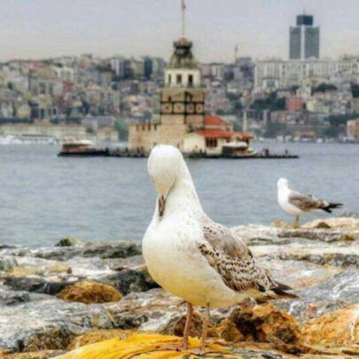 metinsevda:  kuzeykrdeniz59:berkkadriye:  Biraz cüret edelim dedik Düşüncelerinizi merak ediyoruz.Olumlu veya olumsuz  Süper siniz 