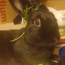 five-whole-bunnies avatar