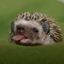 joeidell