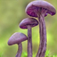 draconinae