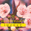 incesstancy