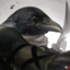 bimercenary