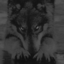 lone-black-wolf