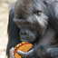 apeandtaco