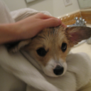 corgisandboobs:  trinketbaby:  Here’s a throwback video of baby Trinket being sassy