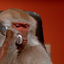 spitfiremonklockedoutseepage