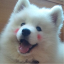 llovedogs avatar