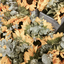 sunflower-lesbian