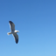 skyforlimit21-blog