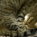 tt-the-cat-blog avatar