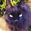 robertmeowneyjnr