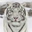 i-want-to-pet-all-the-animals