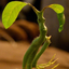 askpickett