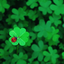 clover--fields