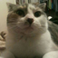 myilikecats