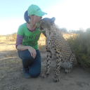 amanda-fior:   For the first time in Saint Louis Zoo history, a cheetah has given