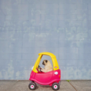 walkinthepug:  Drive by pug kissing 