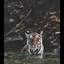 tingleytiger