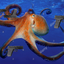 squid-bomb