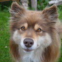 finnishlapphundblog avatar