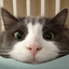 just-here-to-ask