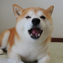 nosummer:  r u a shiba? cuz i wanna be inu.